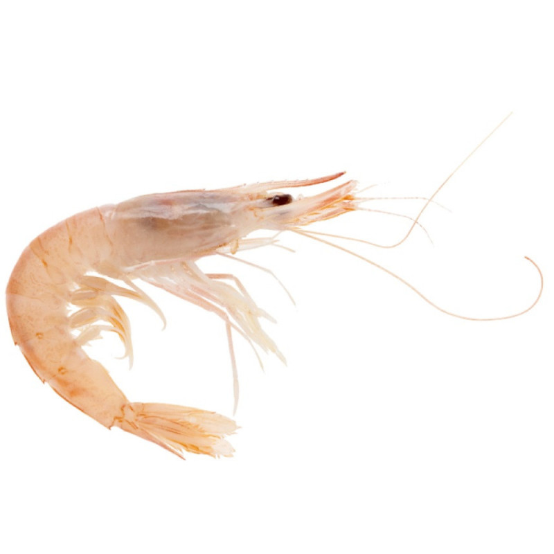 Frozen Wild White Shrimp From Huelva, Around  (100)  急凍西班牙白蝦  Hispamare