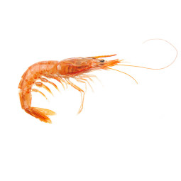 Frozen Wild Deep Water Rose Shrimp, Around  (70)  急凍西班牙深水玫瑰蝦  Hispamare