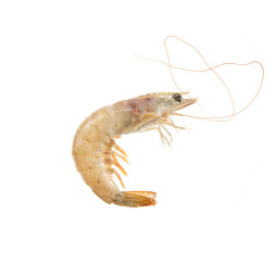 Frozen Wild White Prawn, Around  (20)  急凍西班牙野生白蝦  Hispamare