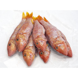 Frozen Wild Rock Red Mullet Gutted Scalled From Spain  急凍西班牙紅鯔魚(已去鰓及內臟)  Hispamare