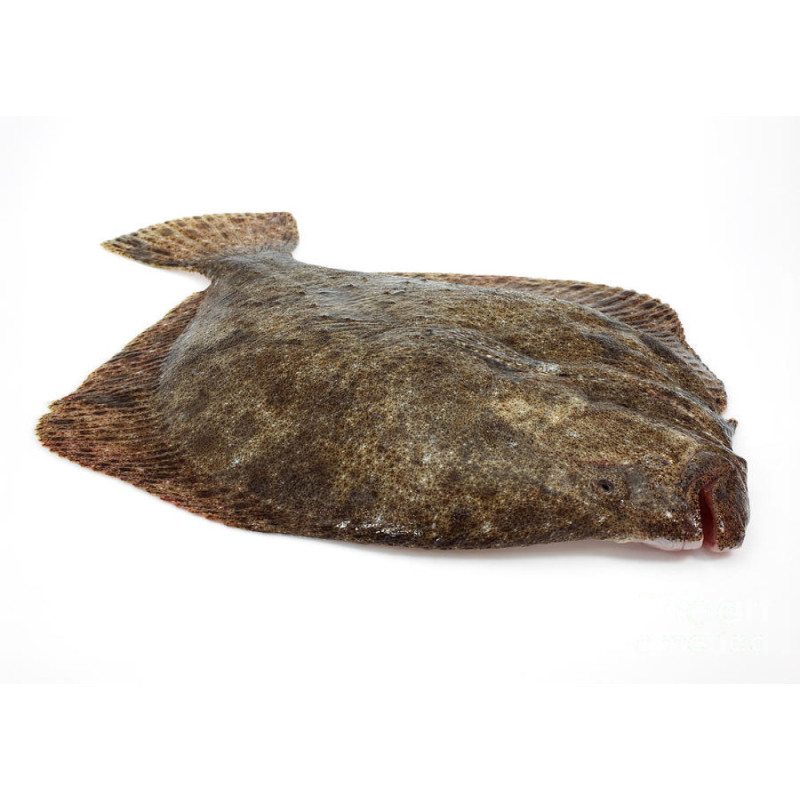 Frozen Wild Caught Turbot 3 From Spain  急凍西班牙多寶魚  Hispamare