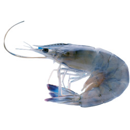 Frozen Obsiblue Asc Prawns From Newcaledonia 30    急凍新卡里多尼亞藍蝦  Obsiblue