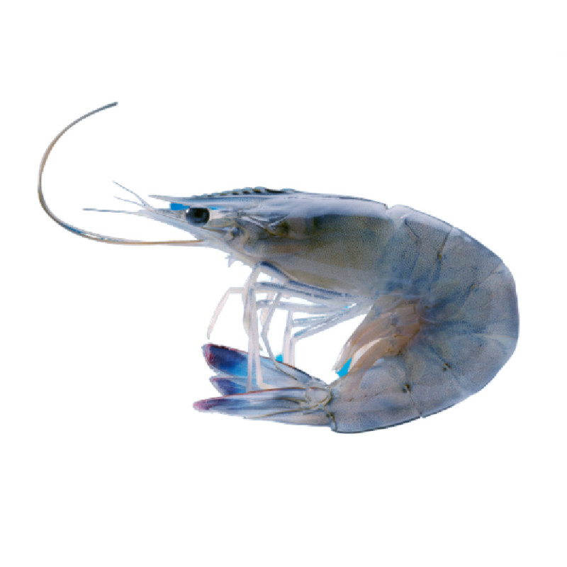 Frozen Asc Cristalblue Prawns From New Caledonia 30    急凍新卡里多尼亞水晶藍蝦  Obsiblue