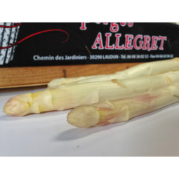 White Asparagus Allegret Cal 22+