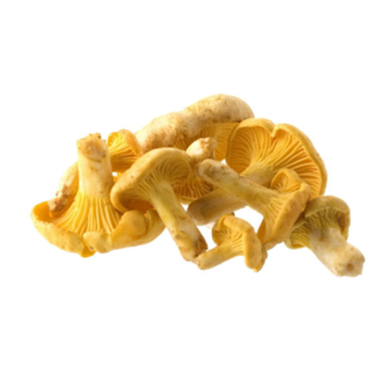 Chilled Bellorr Fresh Girolles Size 4 Bellor Bellorr Chilled Bellorr Fresh Girolles Size 4 Bellor Bellorr