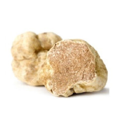 Fresh White Truffle