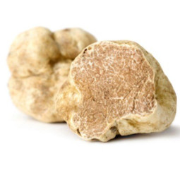 Fresh White Truffle