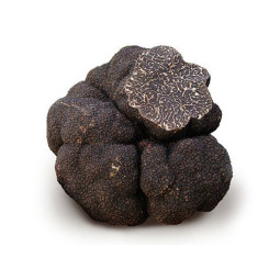 Fresh Black Truffle Breaking