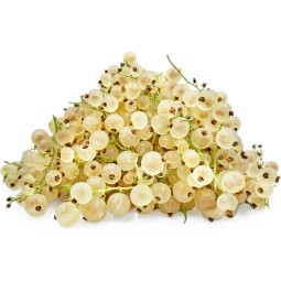 White Currant Panach