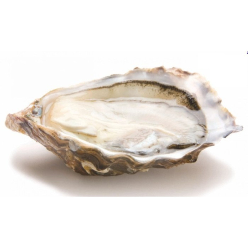 Gillardeau Oyster No. 1  Selected By Cff