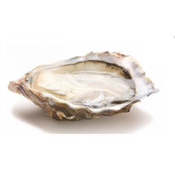 Chilled Gillardeau Oyster No.2,     法國冰鮮吉拉多生蠔 2號  Selected By Cff