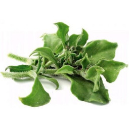 Chilled Salad  Organic Ice Plant Salad冰菜沙律  Selected By Cff