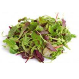 Salad  Craquant Italien  Selected By Cff