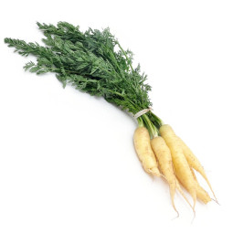 Chilled Baby White Carrot     白甘筍仔  Selected By Cff