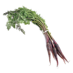 Baby Purple Carrot 8 - 12 cm
