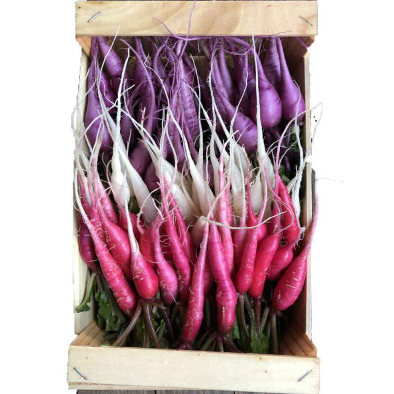 Chilled Baby Asian Radish/Daikon Rose,Purple,White Eric Roy    紅、紫、白蘿蔔仔  Le Jardin Des Roys