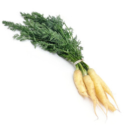 Chilled Baby White Carrot  白甘筍仔  Selected By Cff
