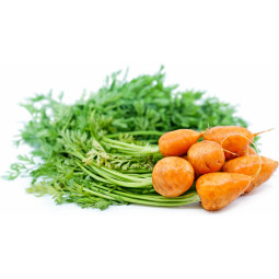 Carrot Round Parisian