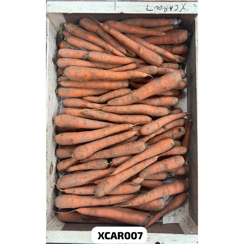 Chilled Sand Carrot    沙蘿蔔  Selected By Cff