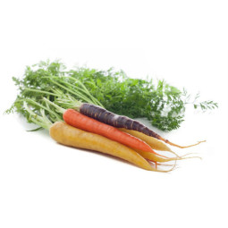 Mix Color Carrot In Bunch 蘿蔔(雜類)