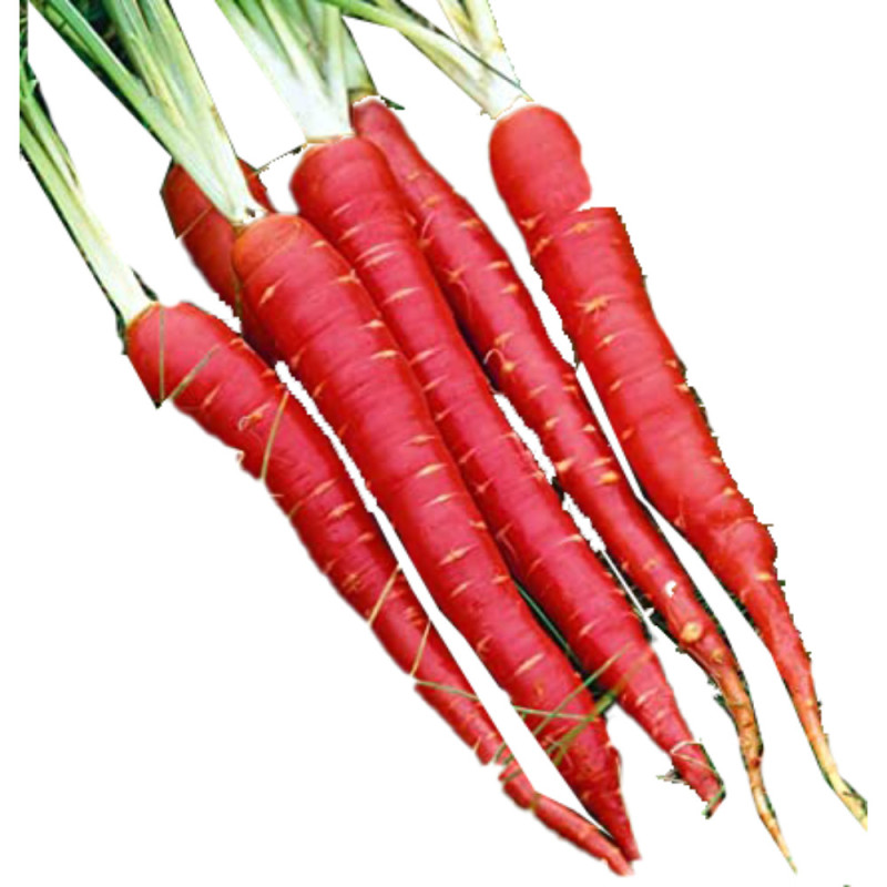 Chilled Blood Carrot    血紅蘿蔔  Selected By Cff