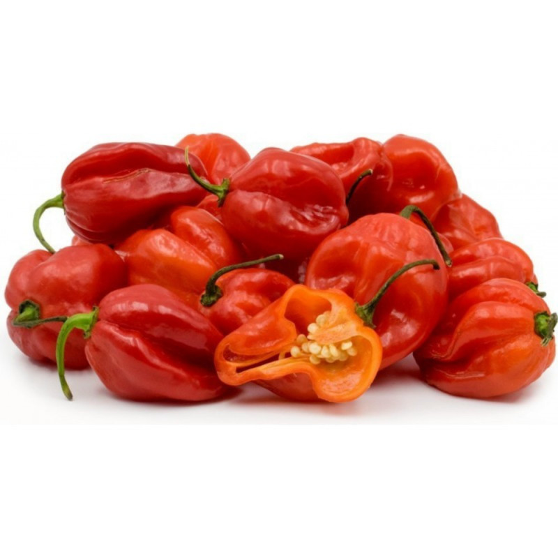 Red Scotch Bonnet Chilli Pepper