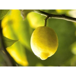 Menton Lemon