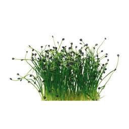 Rock Chive Cress  Koppert Cress