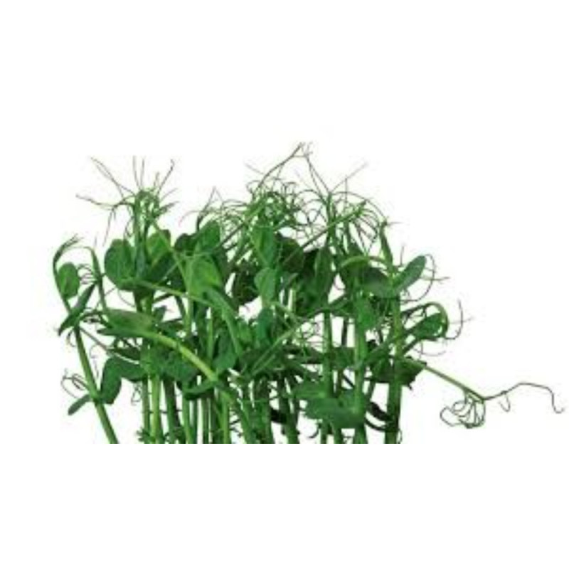 Chilled Cress  Affila Cress   X   Cat 1  豆芽草  Koppert Cress