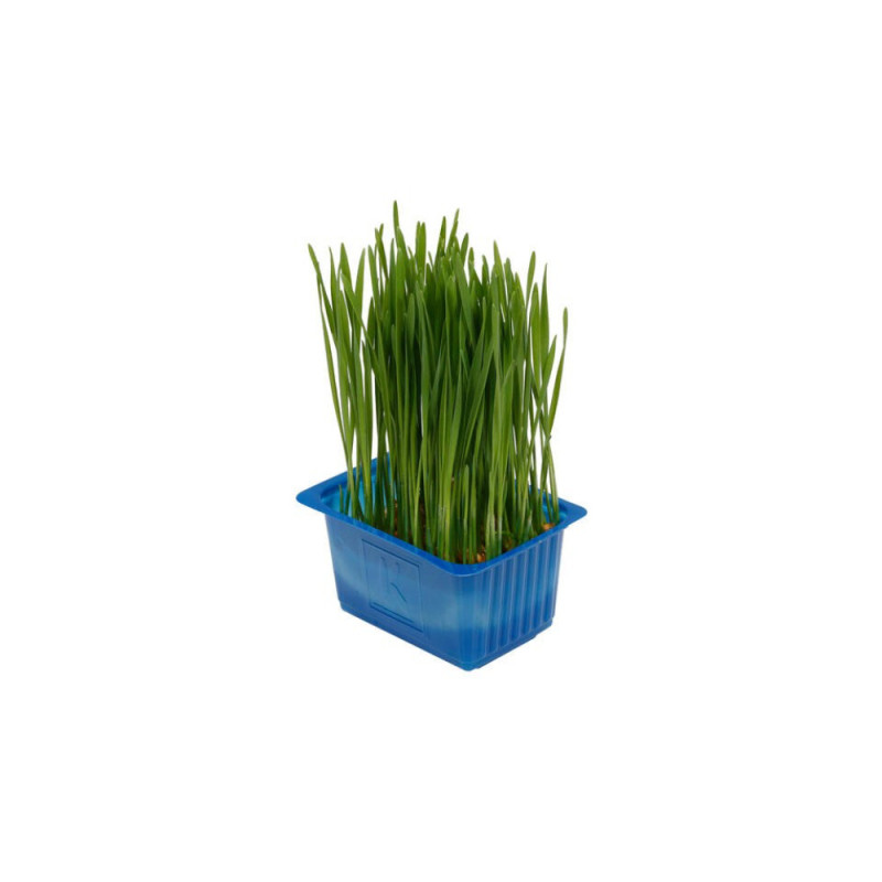 Wheat Grass