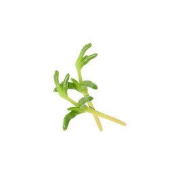 Salty Finger  Koppert Cress