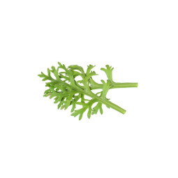 Chilled Cress  Kikuna Leaves  菊菜葉  Koppert Cress