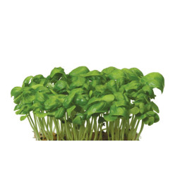 Chilled Cress  Basil Cress     Cat 1  蘿勒  Koppert Cress