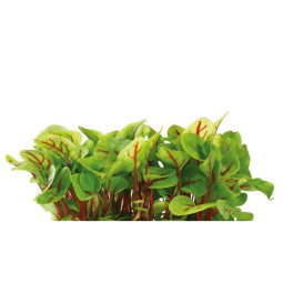 Vene Cress  Koppert Cress