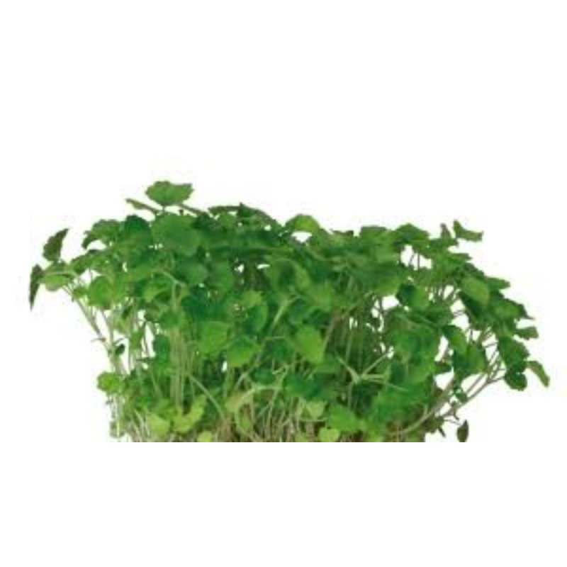 Atsina Cress