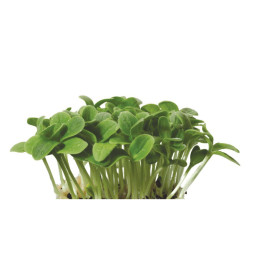 Chilled Cress  Borage Cress    琉璃苣芽  Koppert Cress