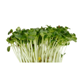 Chilled Cress  Daikon Cress  蘿蔔苗  Koppert Cress