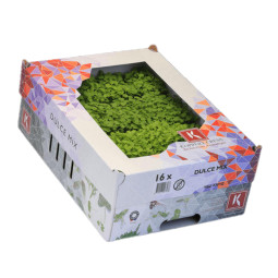 Dulce Mix Cress