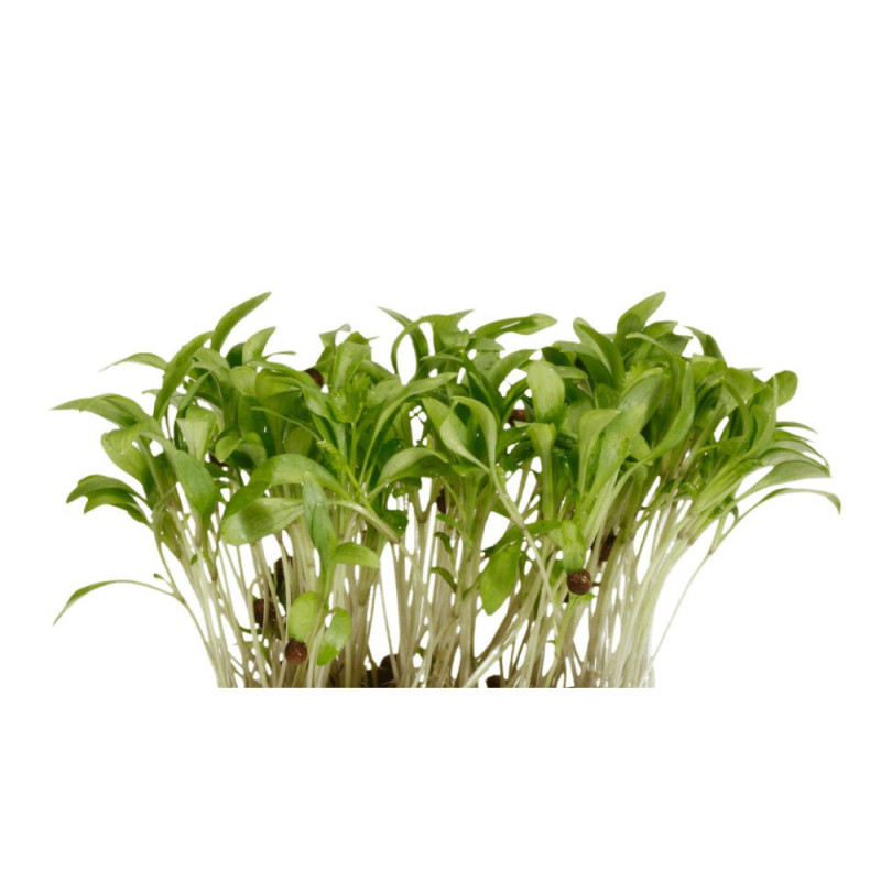 Chilled Cress  Ghoa Cress   芫荽  Koppert Cress