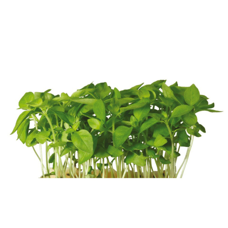 Limon Cress  Koppert Cress