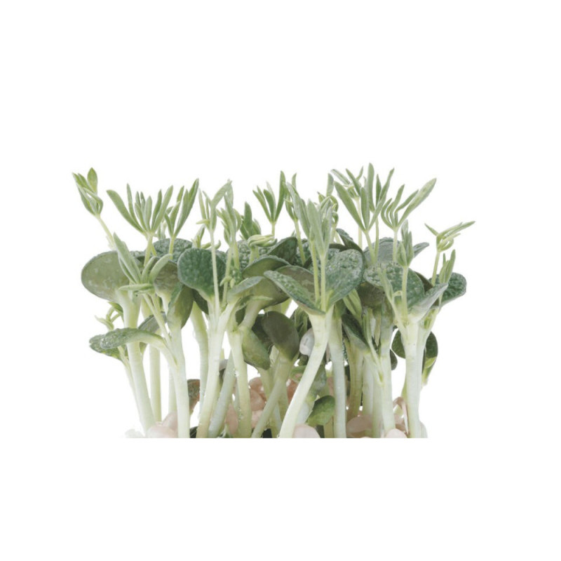 Chilled Cress  Lupine Cress    Brand Koppert Cress  羽扇豆葉  Koppert Cress