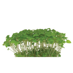 Chilled Cress  Melissa Cress    Brand Koppert Cress  香蜂花葉  Koppert Cress