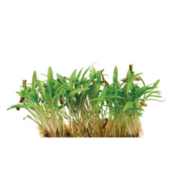 Motti Cress  Koppert Cress