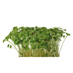 Mustard Cress