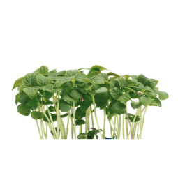 Chilled Cress  Shiso Green Cress  X 16 Punnets/Case  青蘇芽  Koppert Cress