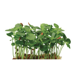 Tahoon Cress  Koppert Cress