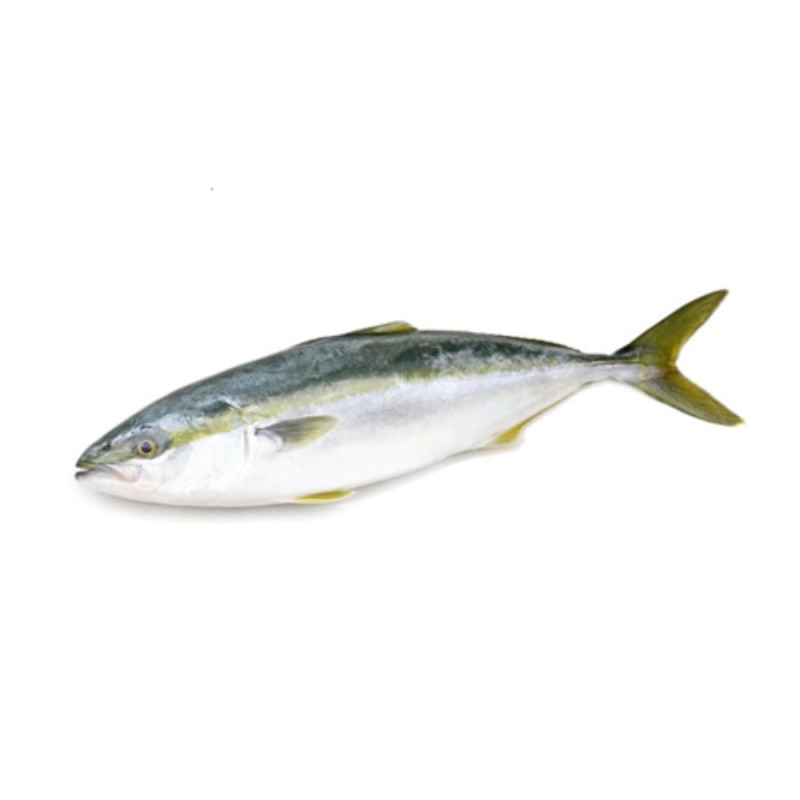 Chilled Dutch Yellowtail (Seriola Lalandi) Wr Whole Round 2, 油甘魚 Selected By Cff Chilled Dutch Yellowtail (Seriola Lalandi) Wr Whole Round 2, 油甘魚 Selected By Cff