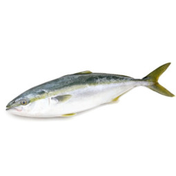 Chilled Dutch Yellowtail (Seriola Lalandi) Wr Whole Round 3,   油甘魚  Selected By Cff