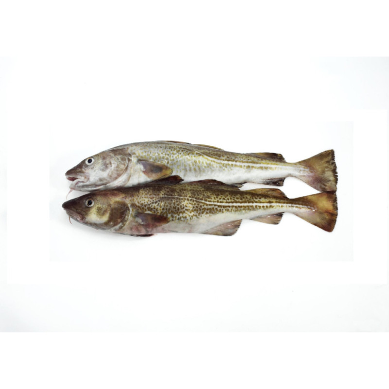 Cod From Norway  Selected By Cff