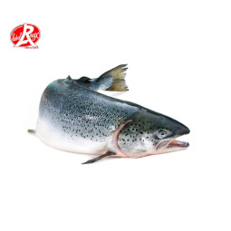 Salmon - Scotland red label 三文魚(紅牌)